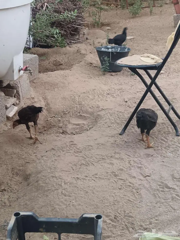 دجاج شامو 13