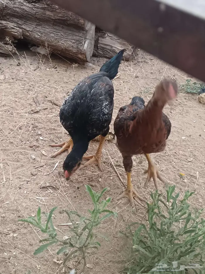 دجاج شامو 15