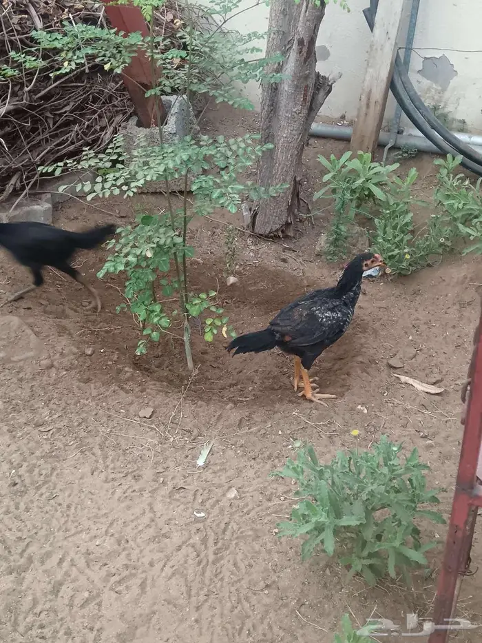 دجاج شامو 14