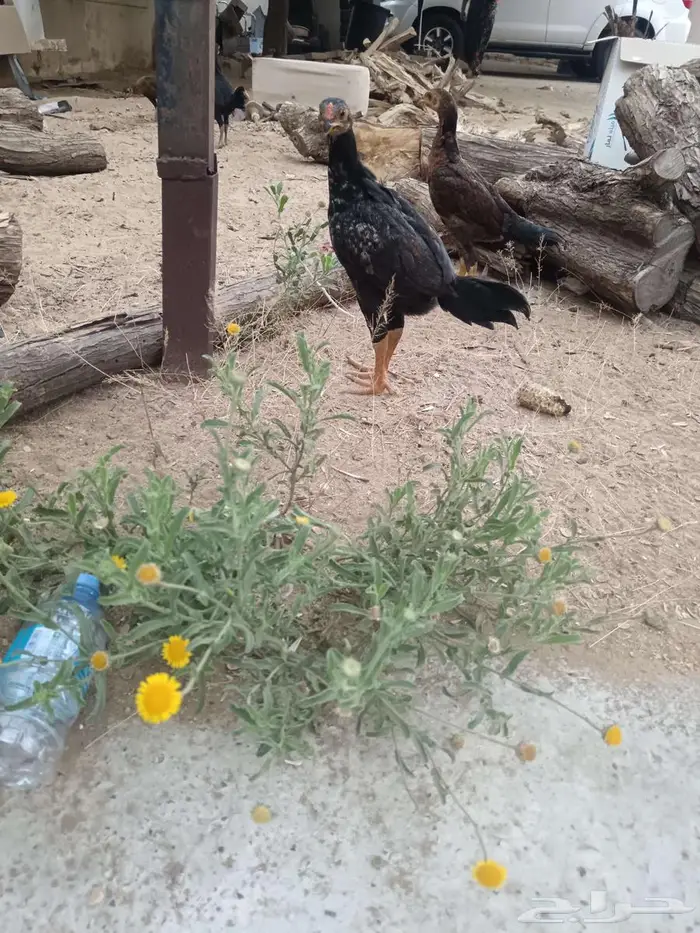 دجاج شامو 16