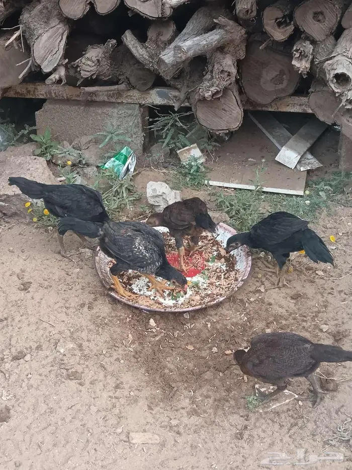 دجاج شامو 17