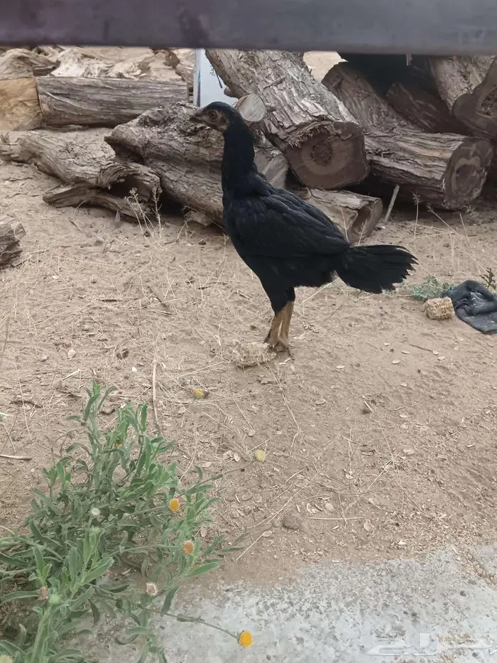 دجاج شامو 18