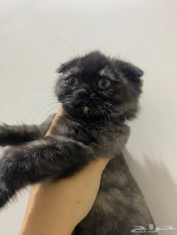 قطط سكوتش شيرازي 4