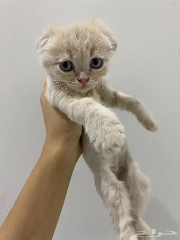 قطط سكوتش شيرازي 10