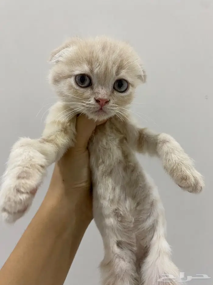 قطط سكوتش شيرازي 9