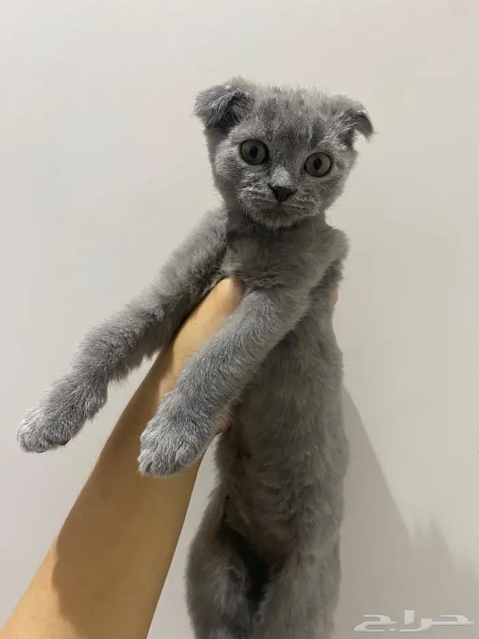 قطط سكوتش شيرازي 8