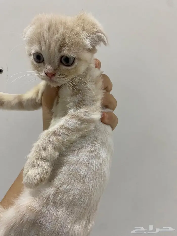 قطط سكوتش شيرازي 11