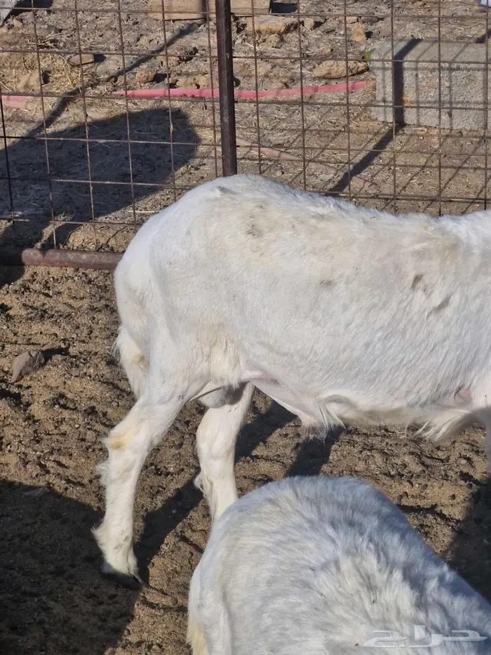 ذبايح طليان ب1250 2