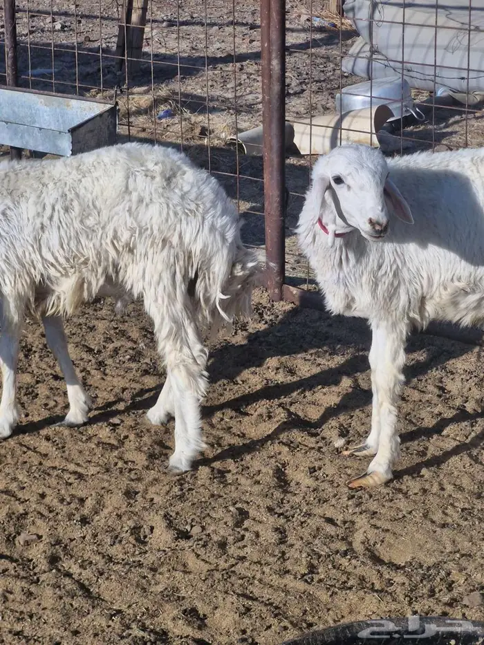 ذبايح طليان ب1250 1