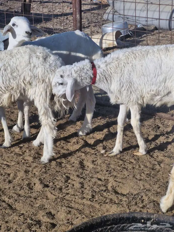 ذبايح طليان ب1250 0