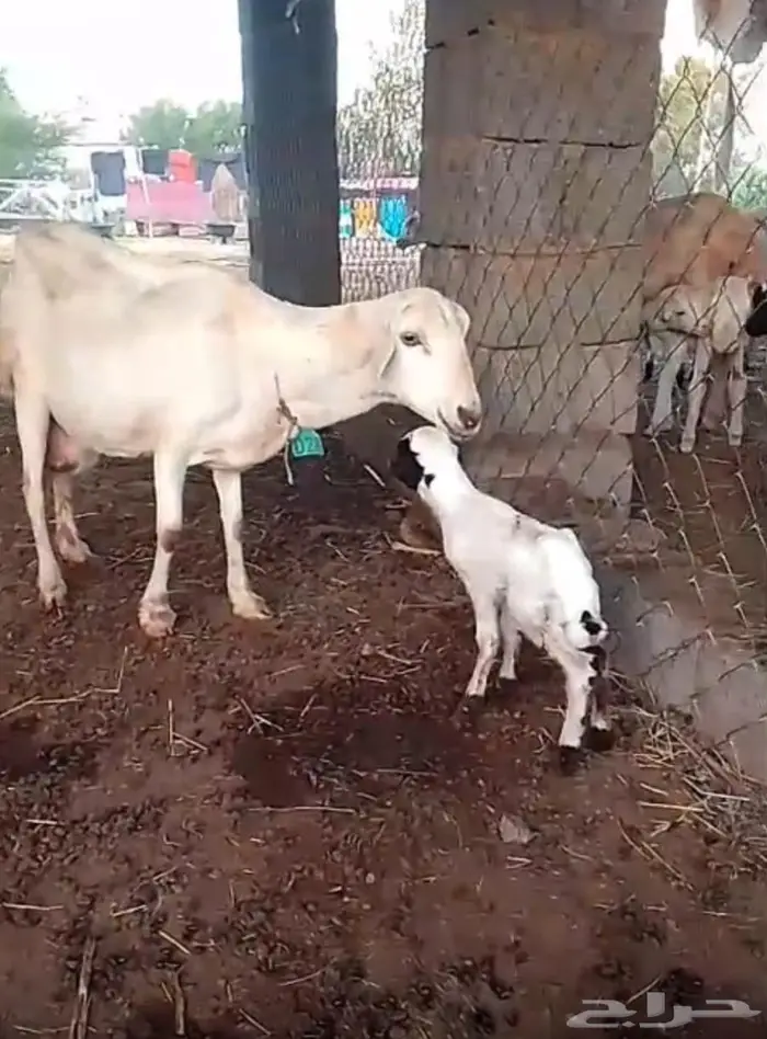 نعجة منتوج 1