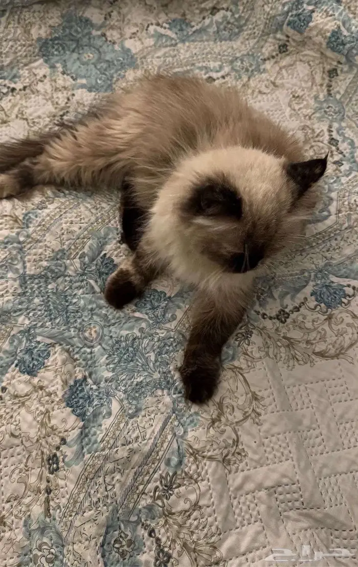 قط هملايا للتبني 0