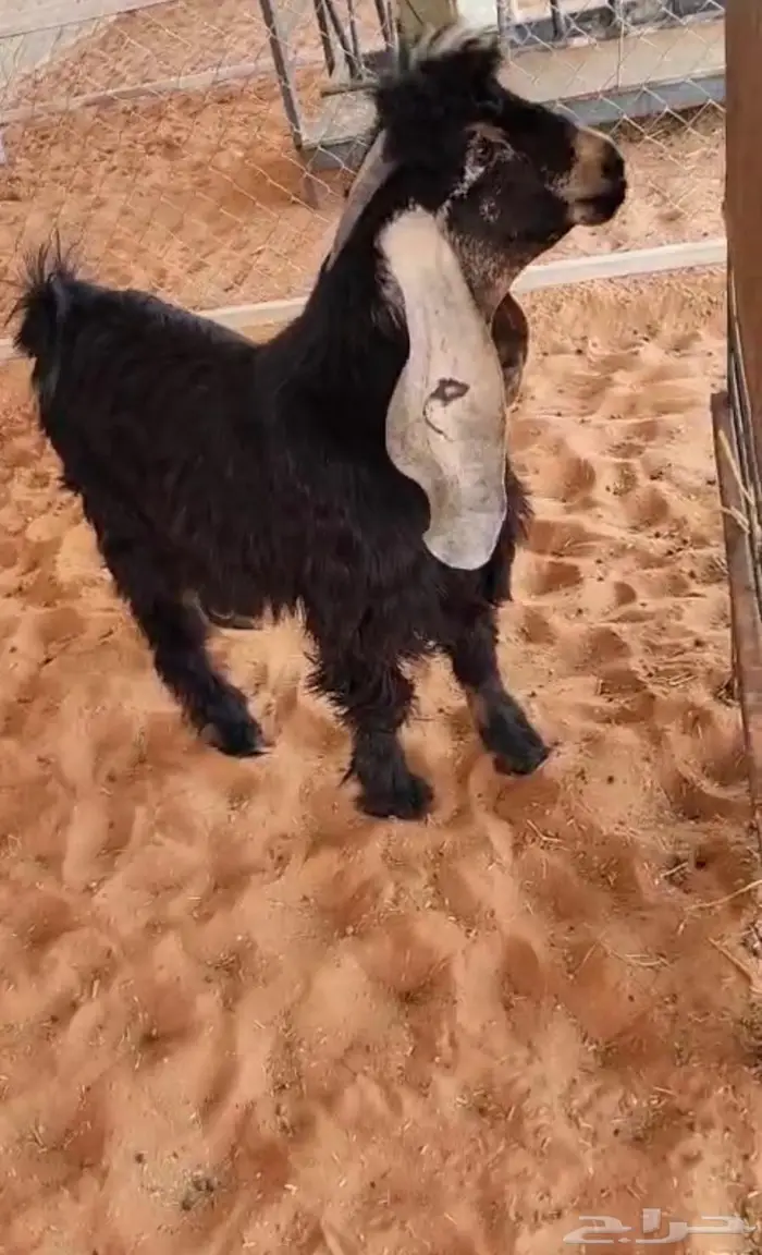 مشاريع فحول عوارض كفو قويه 1