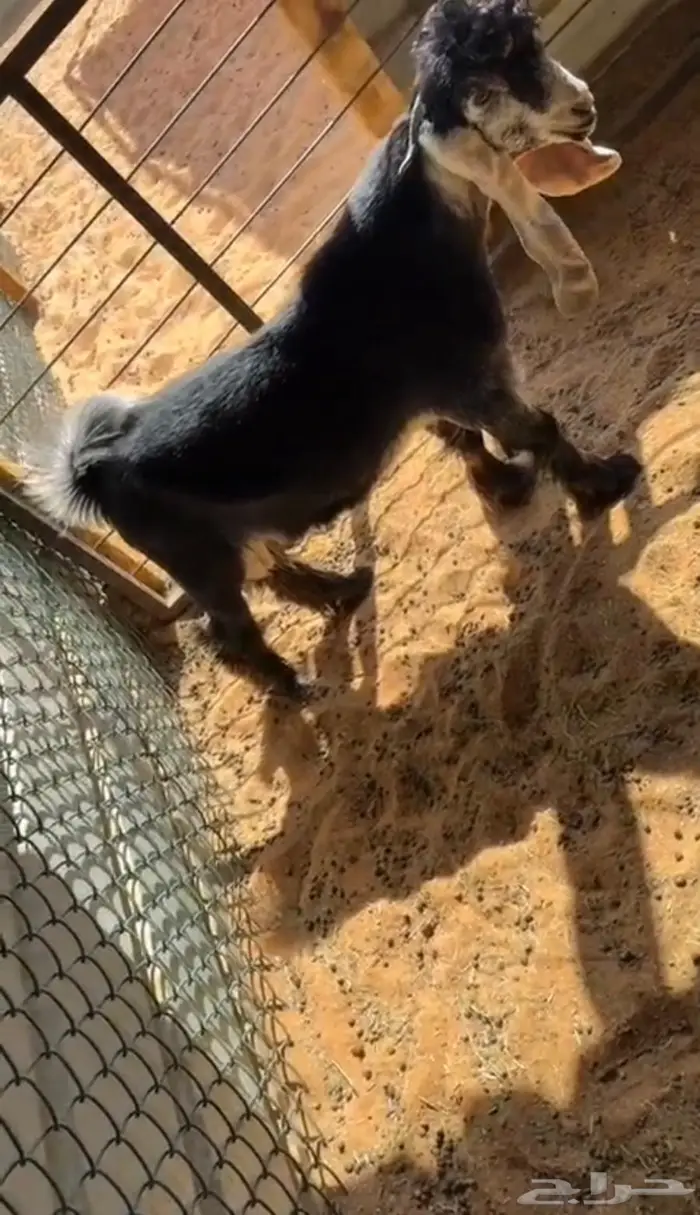 مشاريع فحول عوارض كفو قويه 0