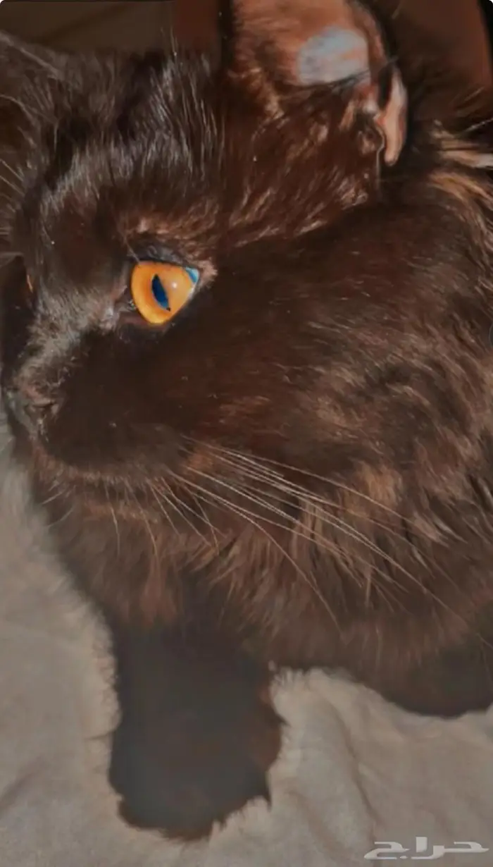 قط ضائع ( مكافئه ماليه لمن يعثر عليه ) 0