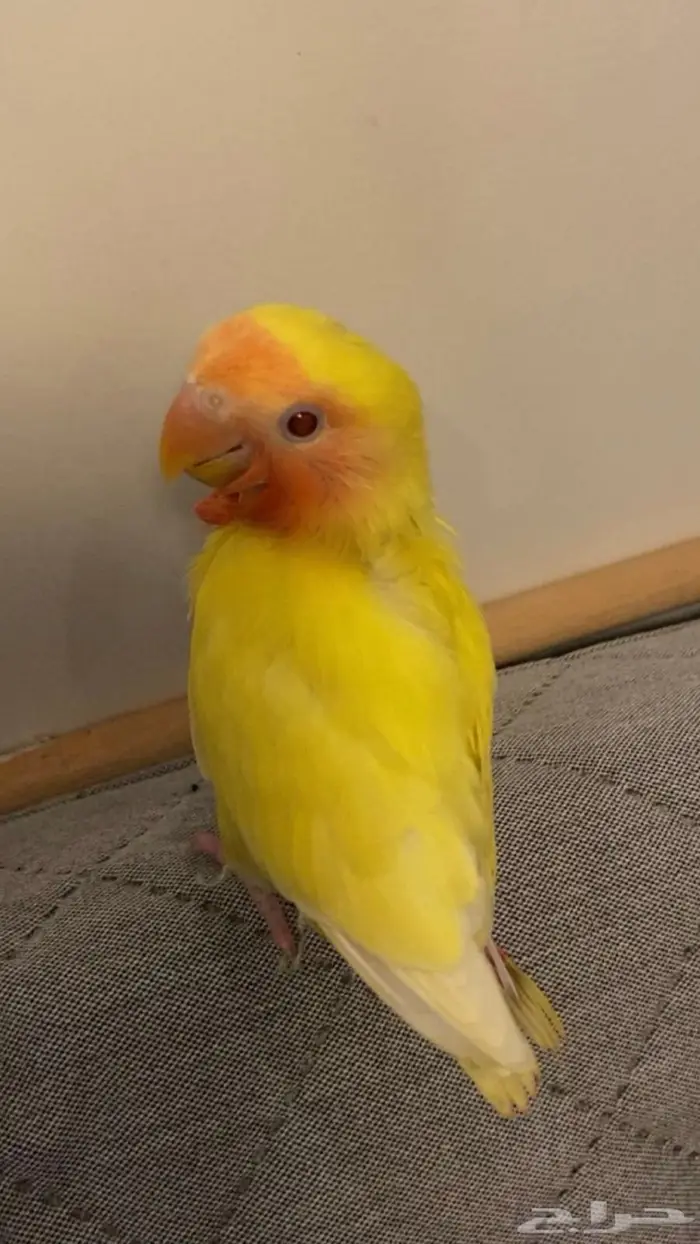 فرخ روز لاتينو 0