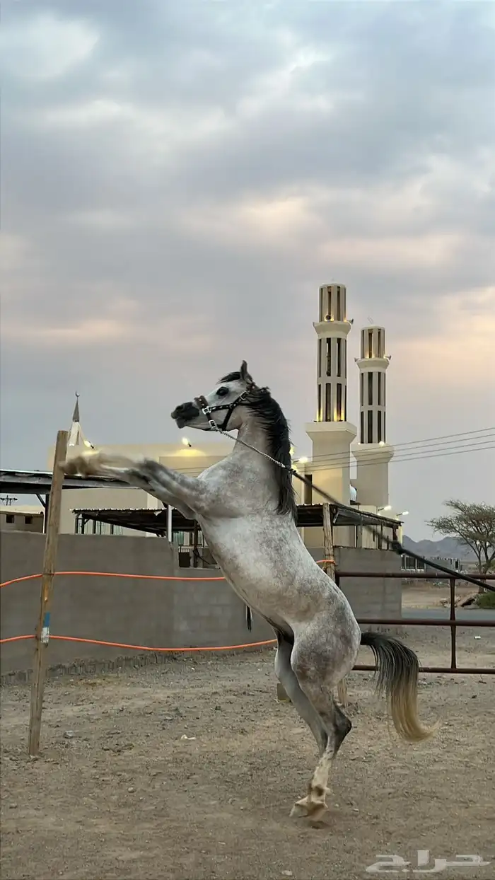حصان واهو عربي اصيل حفيد العالمي فادي الشقب الاسم شجاع ال 1