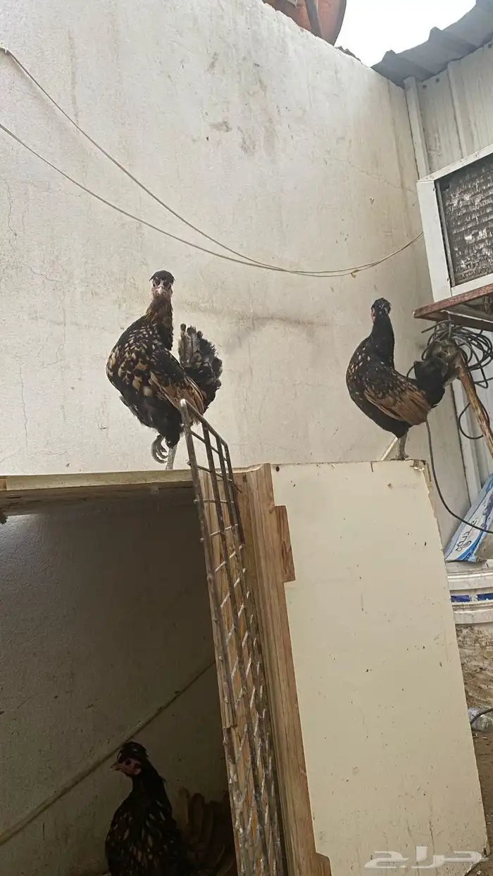 دجاج حباحب دم هزاز 3