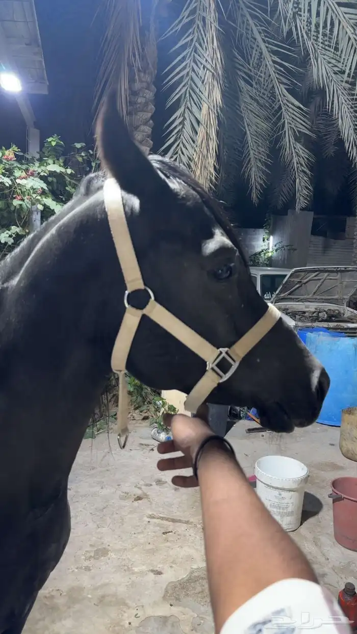 مزاد هجر موثوق لدى منصة نما   https   chat.whatsapp.com 0