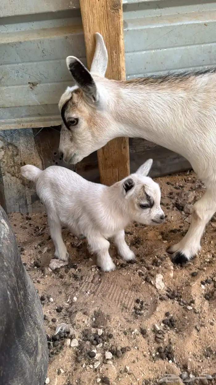 ماعز قزم تيس متنوع الاعمار والمستوى ومعرفين 6