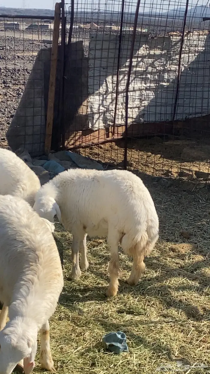 ذبائح طليان مع الذبح والتوصيل 2