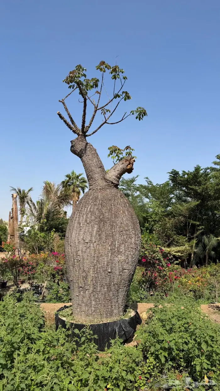 أشجار نادرة كروزيا باوباب كروزيا تبليدي الكريسمس 0