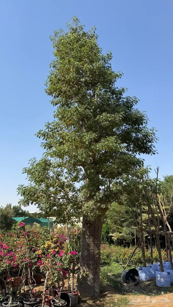 أشجار نادرة كروزيا باوباب كروزيا تبليدي الكريسمس 1