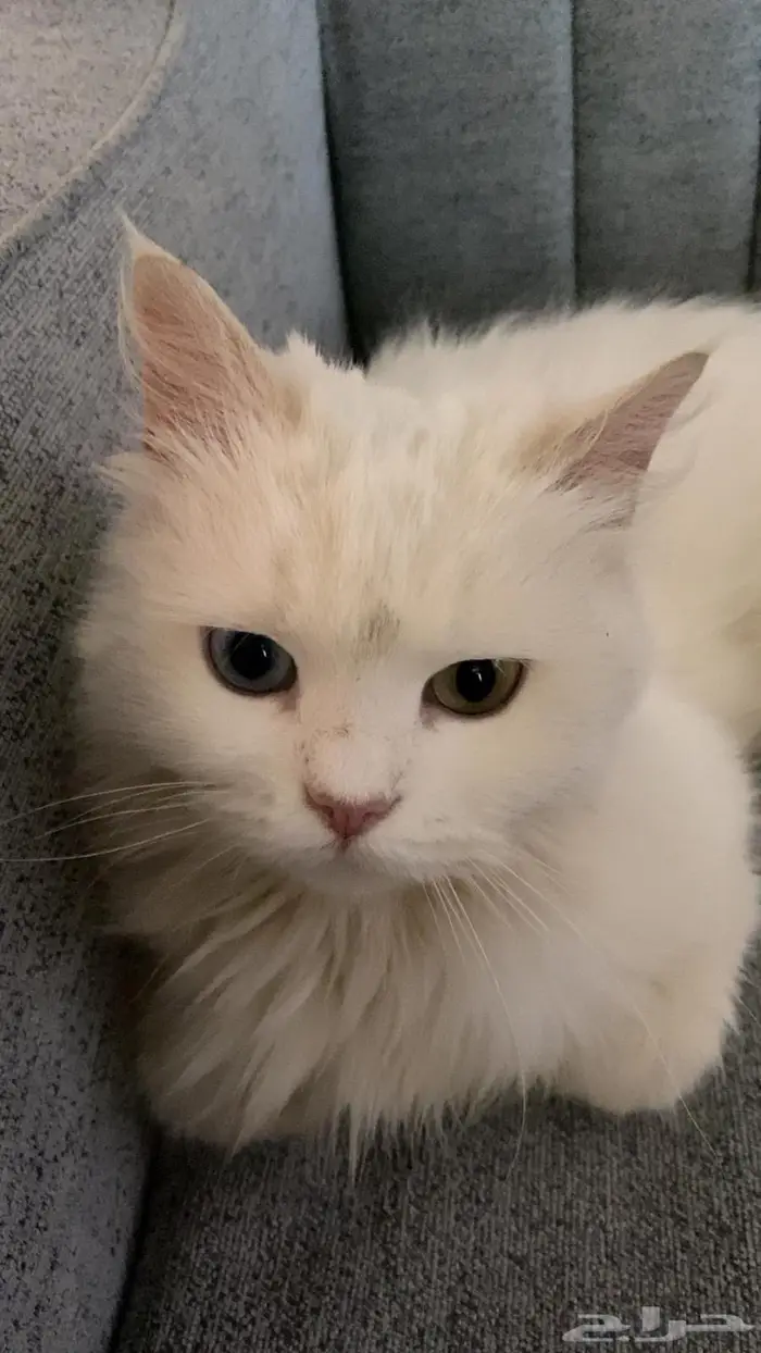 قطط   بسه شيرازي 0