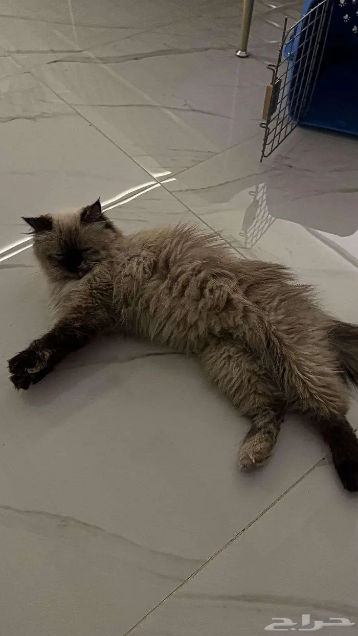 قط هملايا للتبني 1