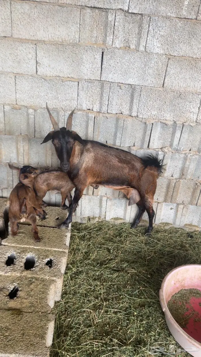 عنزه تحتها تيس وجفره 1