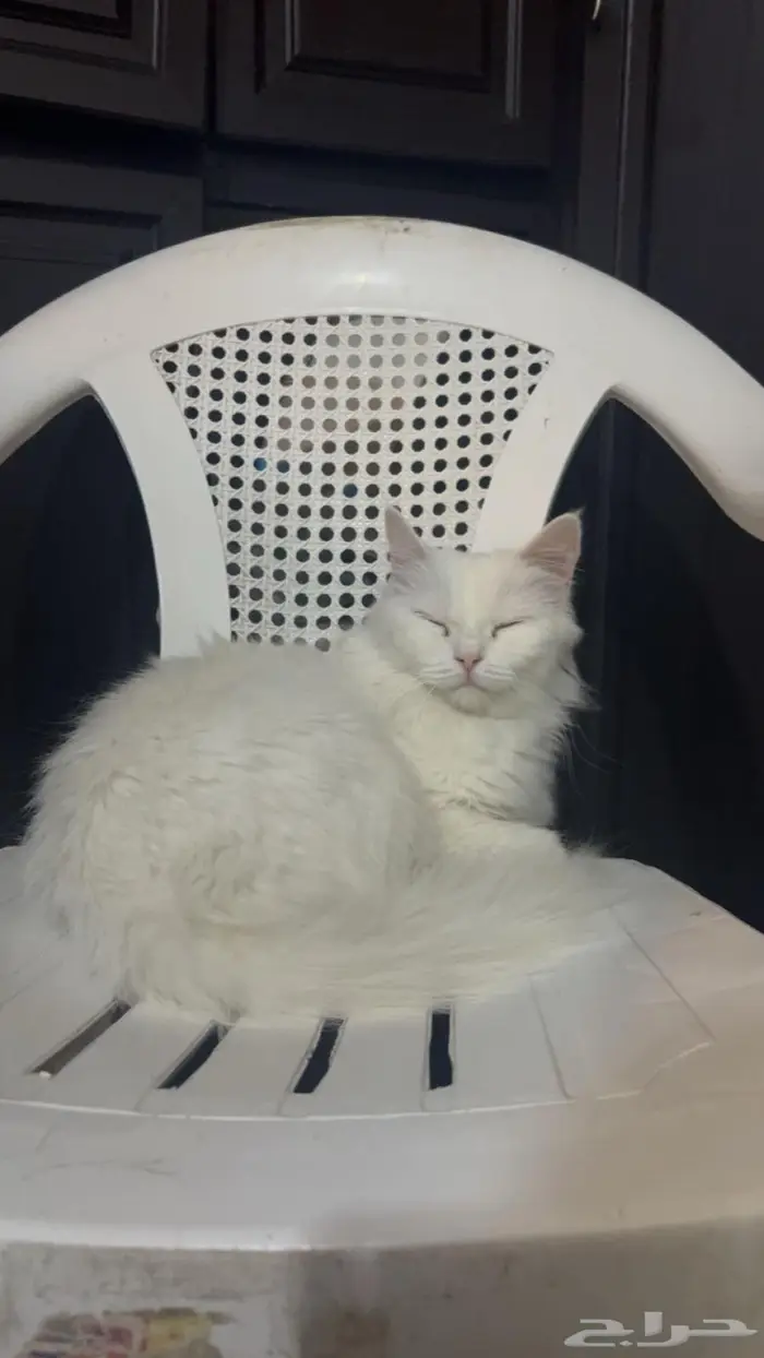 للبيع قطط شيرازي نظيفه العمر6 شهور 4