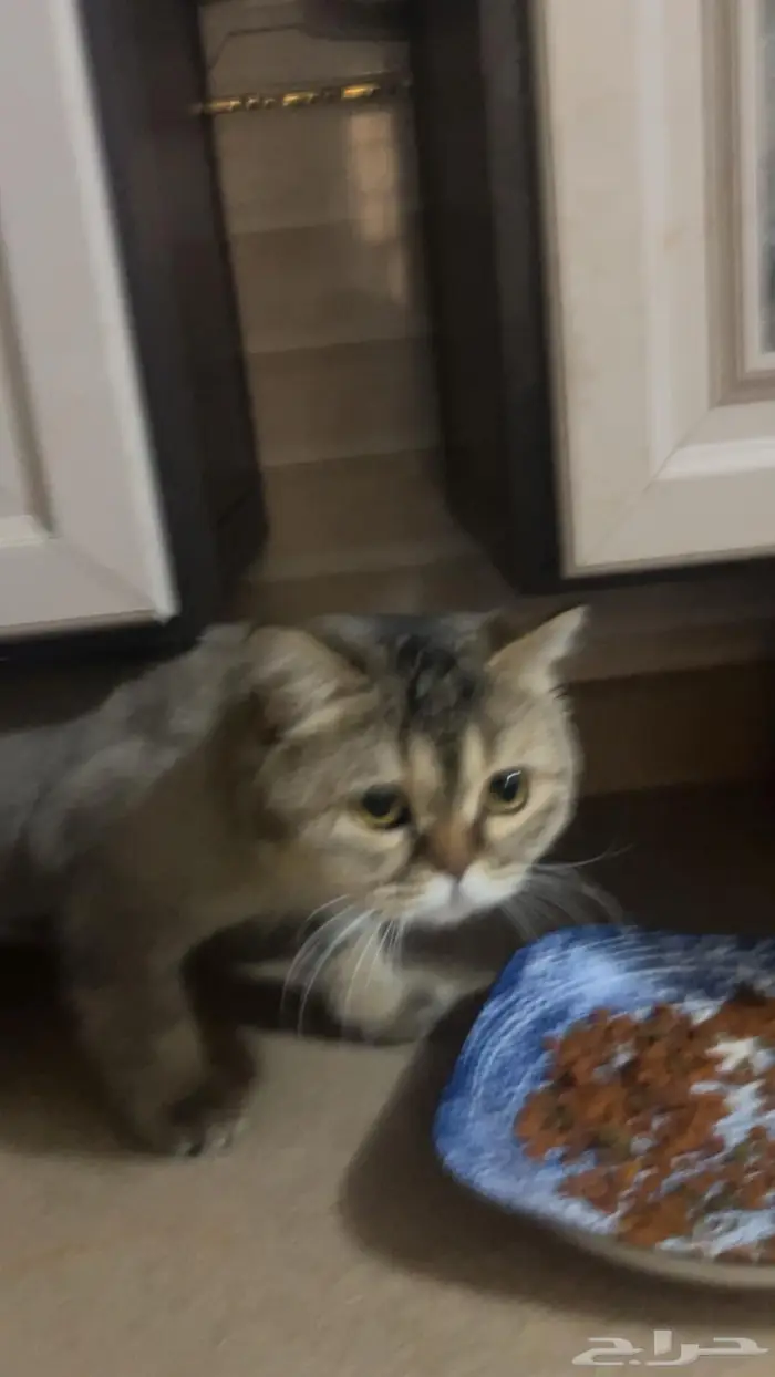 للبيع قطط شيرازي نظيفه العمر6 شهور 0