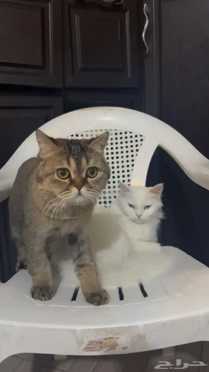 للبيع قطط شيرازي نظيفه العمر6 شهور 3
