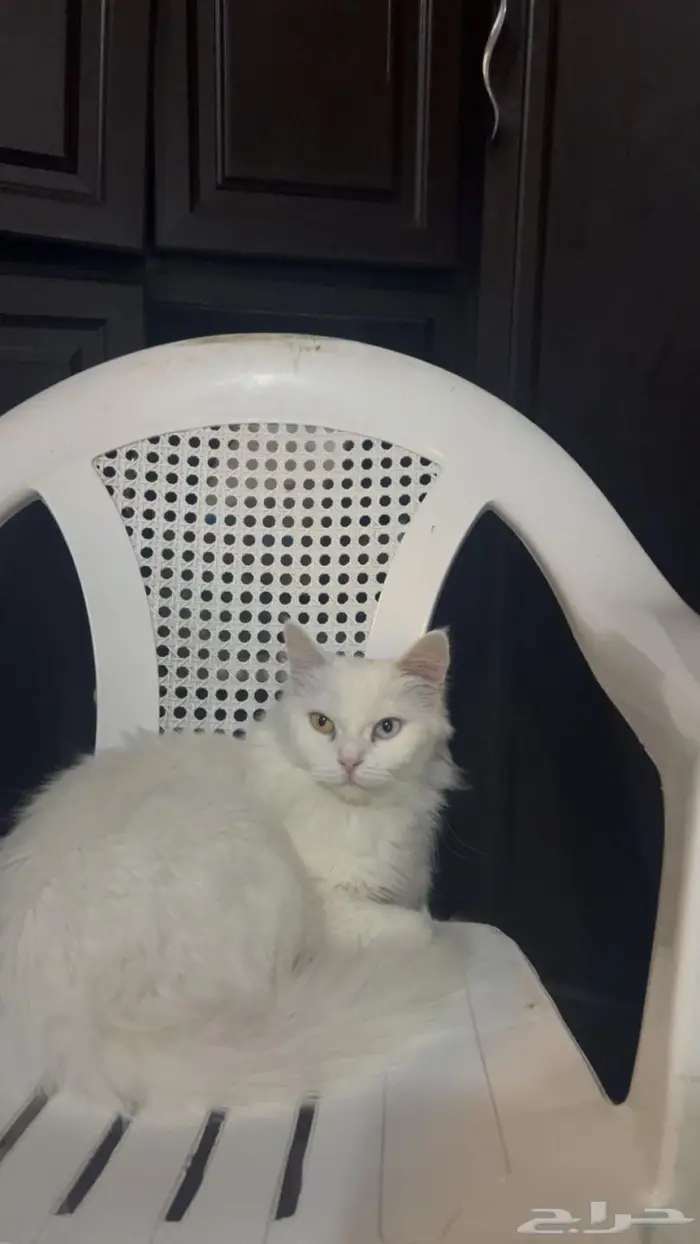 للبيع قطط شيرازي نظيفه العمر6 شهور 5