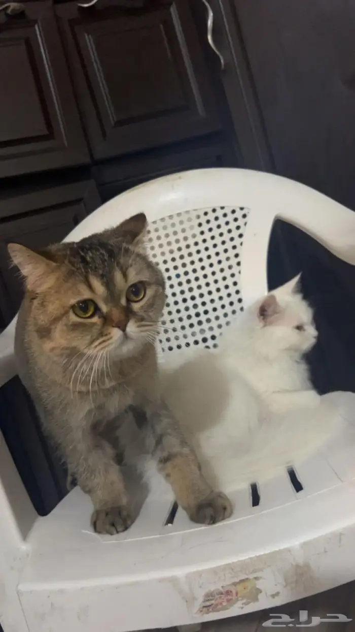 للبيع قطط شيرازي نظيفه العمر6 شهور 6