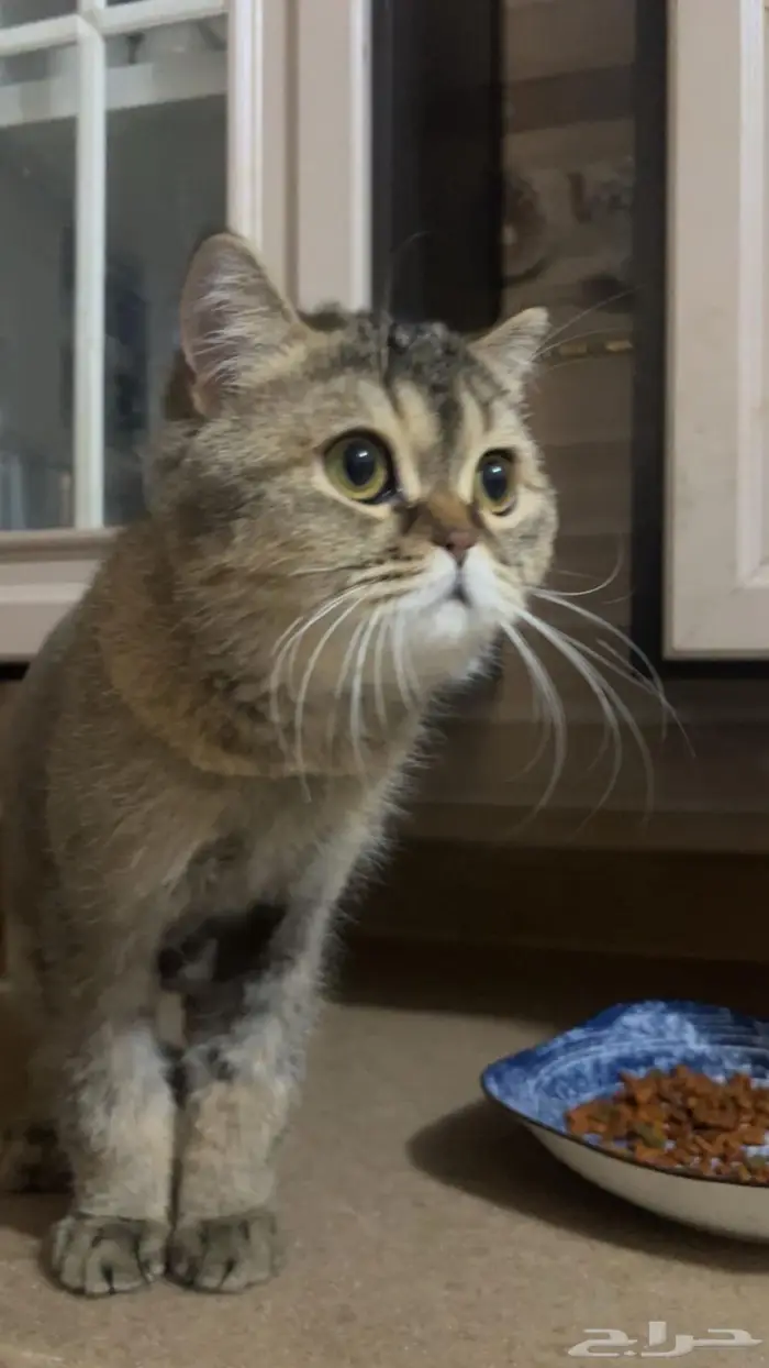 للبيع قطط شيرازي نظيفه العمر6 شهور 1