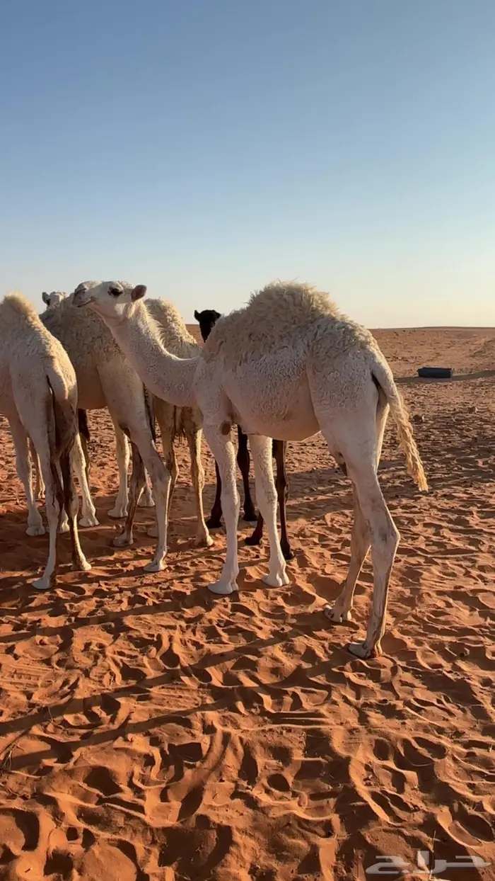 للبيع قعود قصب 0