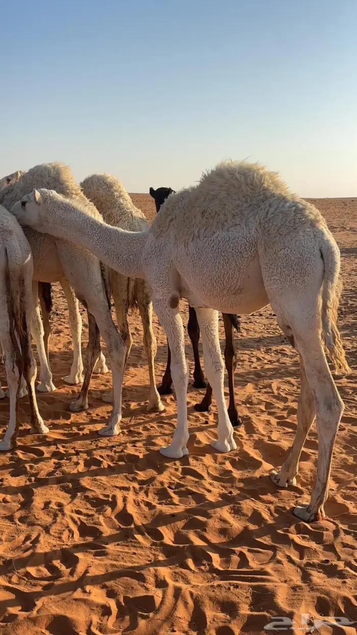 للبيع قعود قصب 1