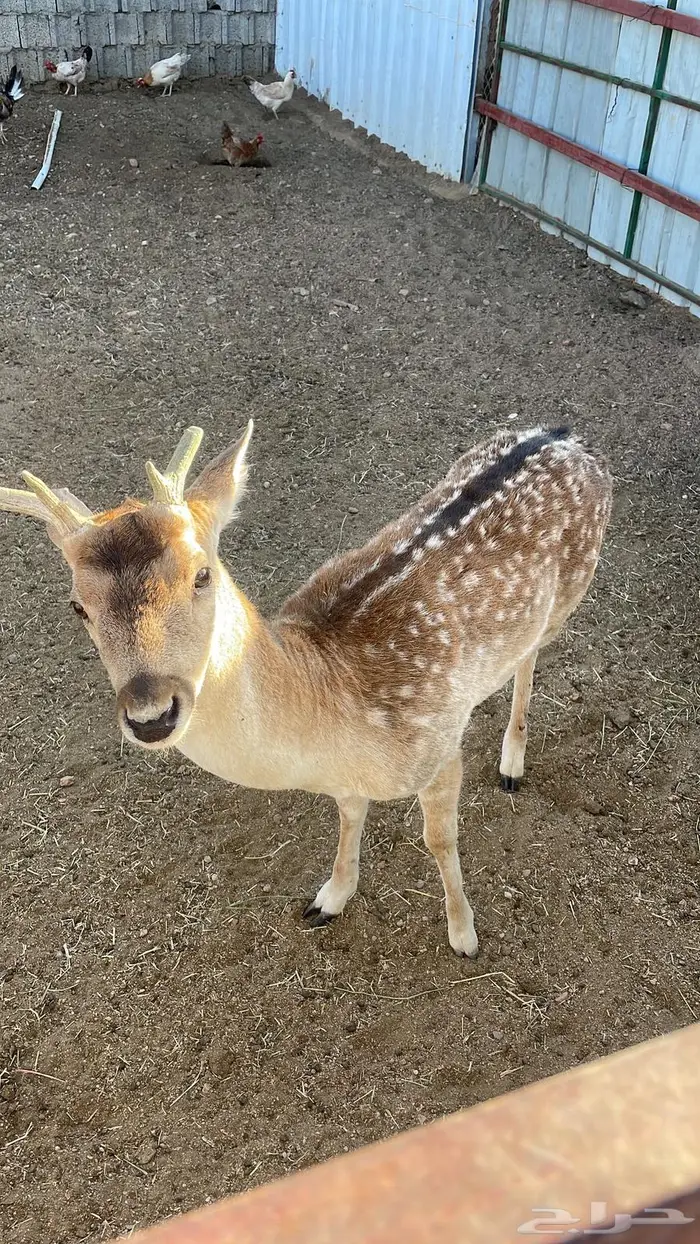 تيس فولدير هولندي 1