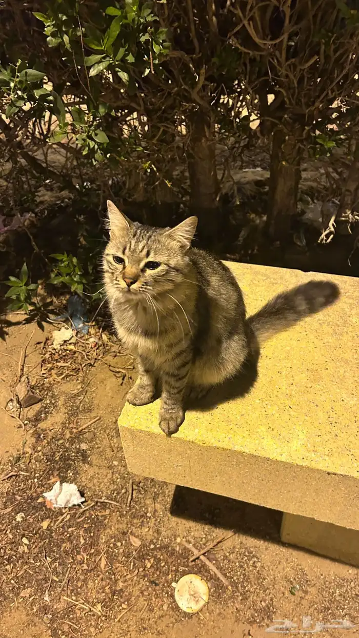 قطط للتبني 6