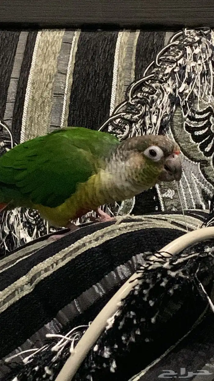 طير كنيور اليف جدا 2