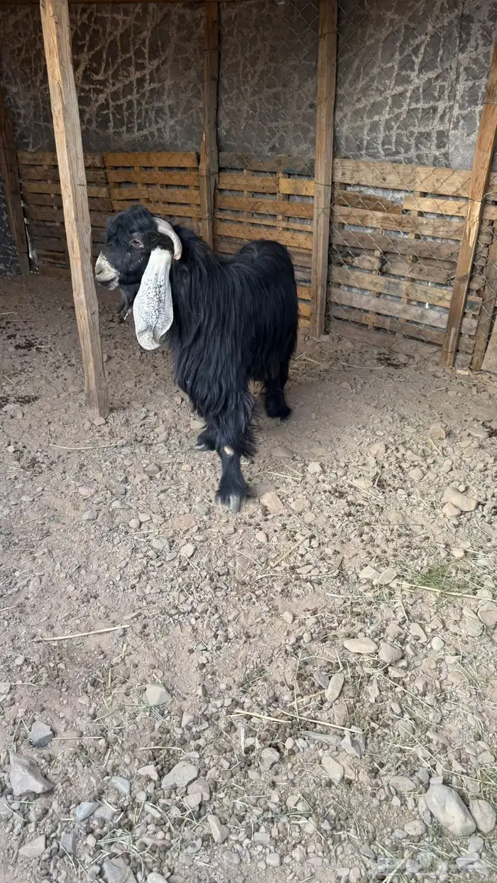 تيس عارض طيب 1