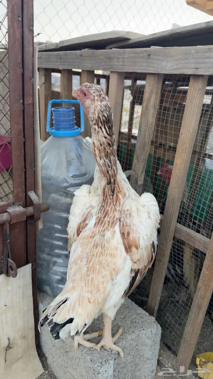 دجاج شامو ياباني توب 5