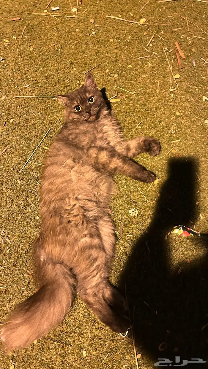 قطط للتبني 1