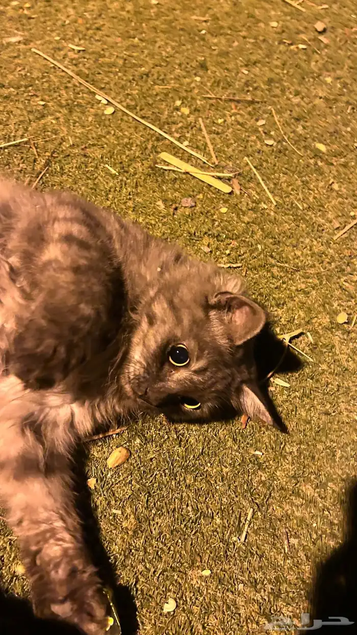 قطط للتبني 2