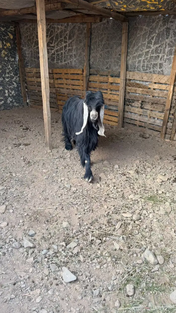 تيس عارض طيب 0