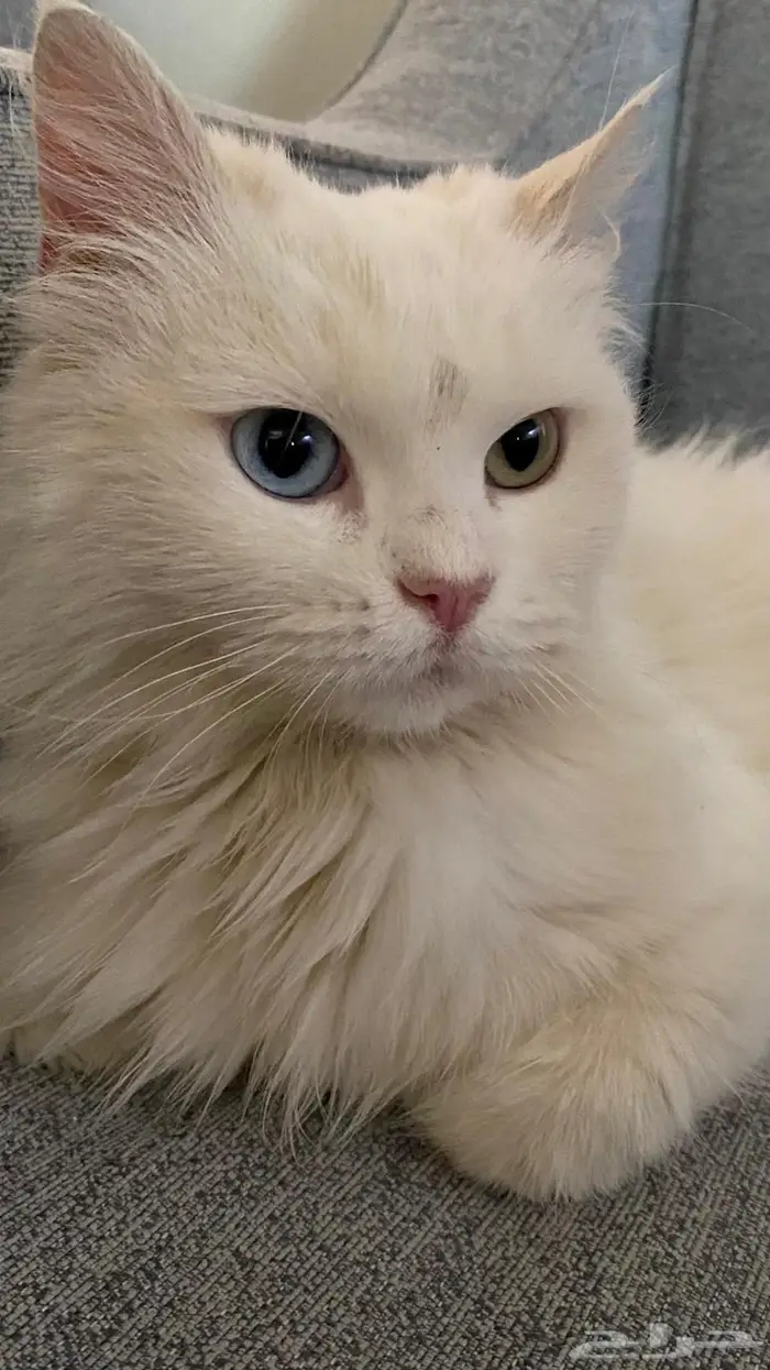 قطط   بسه شيرازي 1