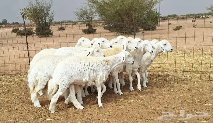 رخال حريات جذعات درجه اولي شرط الدفيع علي السونار العدد 13 0