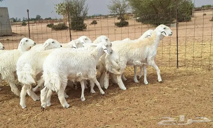 رخال حريات جذعات درجه اولي شرط الدفيع علي السونار العدد 13 24