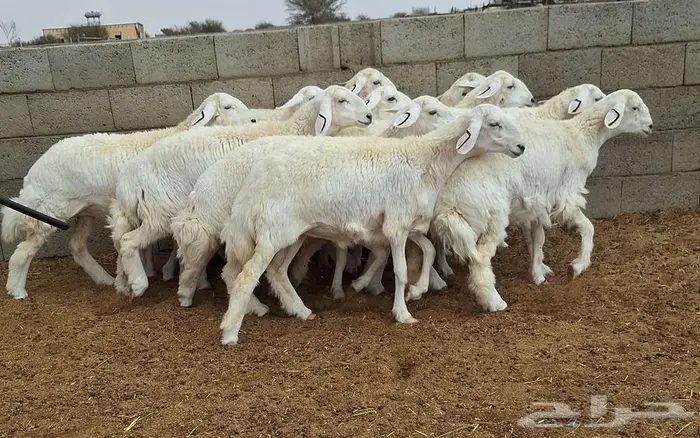 رخال حريات جذعات درجه اولي شرط الدفيع علي السونار العدد 13 4